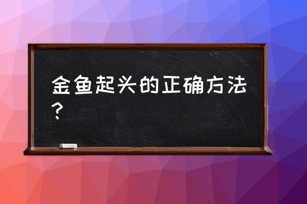 兰寿金鱼怎么起头饲料 金鱼起头的正确方法？