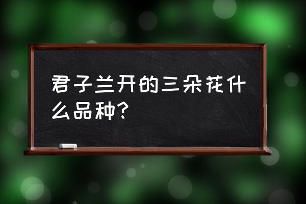 君子兰什么花盛开 君子兰开的三朵花什么品种？