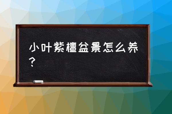 小叶紫檀盆景铺面用什么 小叶紫檀盆景怎么养？