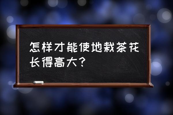 怎样才能促进茶花生长快 怎样才能使地栽茶花长得高大？