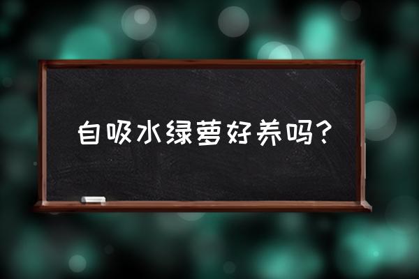 自吸水花盆容易烂根吗 自吸水绿萝好养吗？