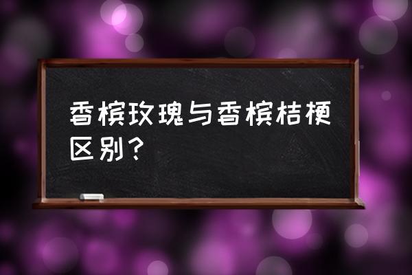 香槟玫瑰是月季吗 香槟玫瑰与香槟桔梗区别？