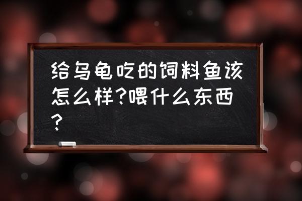 乌龟饲料鱼养什么好 给乌龟吃的饲料鱼该怎么样?喂什么东西？