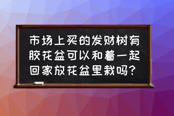 滴胶花盆可以养花吗 市场上买的发财树有胶花盆可以和着一起回家放花盆里栽吗？