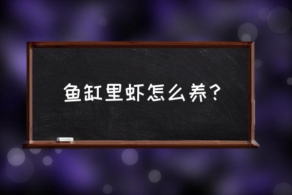 养观赏虾过滤要一直开吗 鱼缸里虾怎么养？