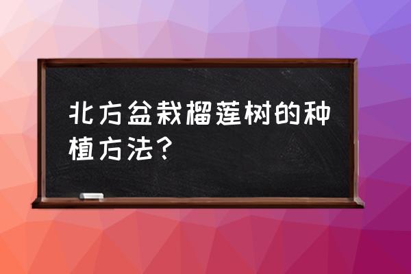 榴莲籽拨外皮怎么种小盆栽 北方盆栽榴莲树的种植方法？