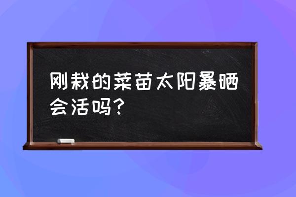 花盆种菜发芽后能见太阳吗 刚栽的菜苗太阳暴晒会活吗？