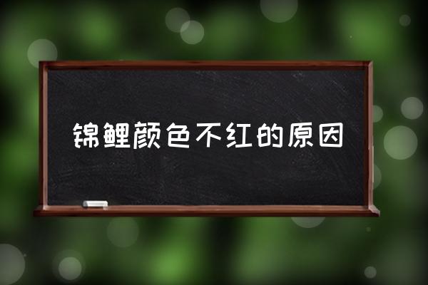 樱花饲料能增加锦鲤发色吗 锦鲤颜色不红的原因