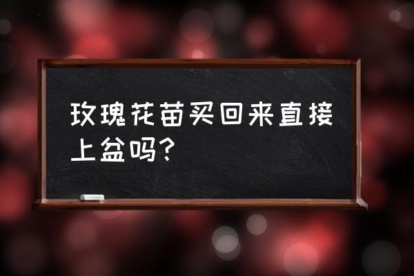 新买回来的玫瑰花桩怎样上盆 玫瑰花苗买回来直接上盆吗？