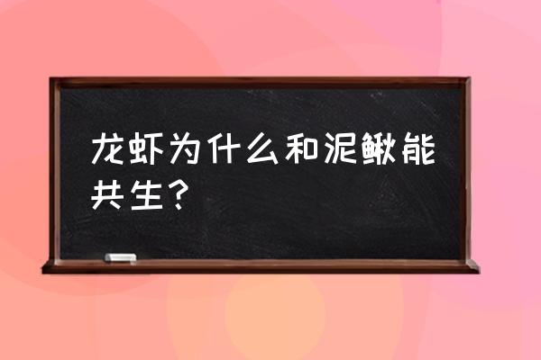 澳洲龙虾可以和泥鳅一起养殖吗 龙虾为什么和泥鳅能共生？