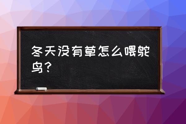 鸵鸟冬天怎么养殖技术 冬天没有草怎么喂鸵鸟？