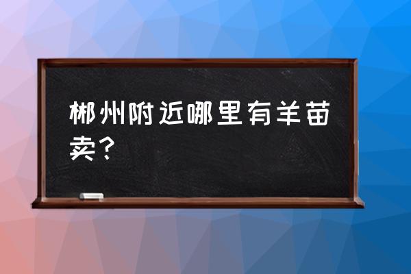 湖南养羊销售在哪里 郴州附近哪里有羊苗卖？