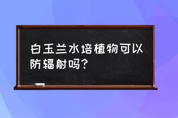 哪种水培植物防辐射 白玉兰水培植物可以防辐射吗？