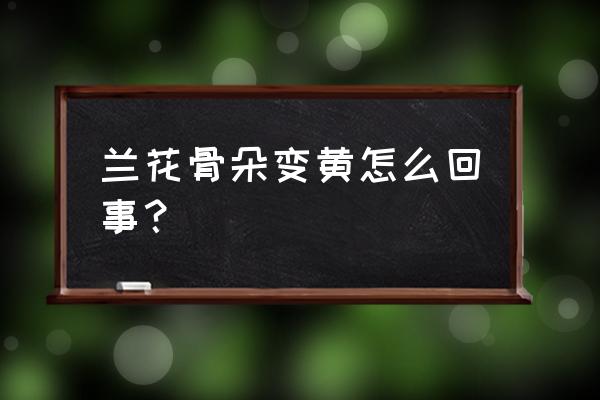 兰花花骨朵黄了怎么办 兰花骨朵变黄怎么回事？