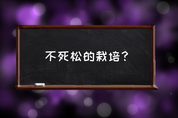 盆景不老松应该怎样养殖 不死松的栽培？