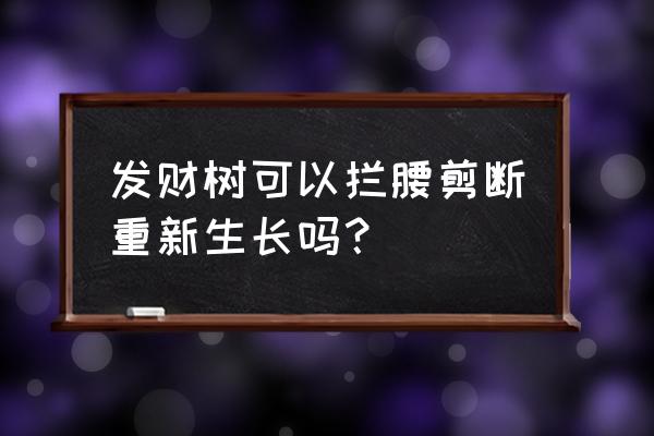 发财树折了还能活吗 发财树可以拦腰剪断重新生长吗？