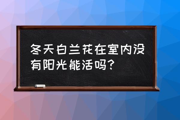 没有阳光兰花能养吗 冬天白兰花在室内没有阳光能活吗？