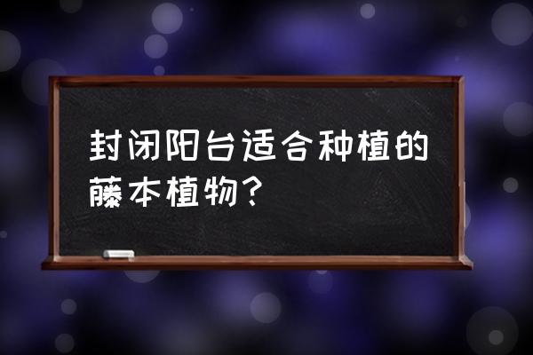 封闭阳台能种蔷薇吗 封闭阳台适合种植的藤本植物？