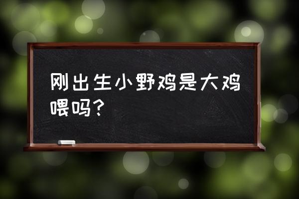 小野鸡吃鸡饲料吗 刚出生小野鸡是大鸡喂吗？