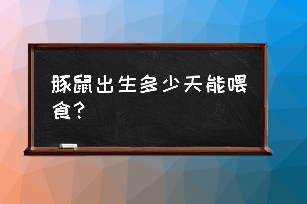 荷兰猪多大可以吃饲料 豚鼠出生多少天能喂食？