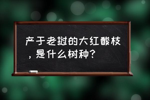 老挝红酸枝家具是红木吗 产于老挝的大红酸枝，是什么树种？