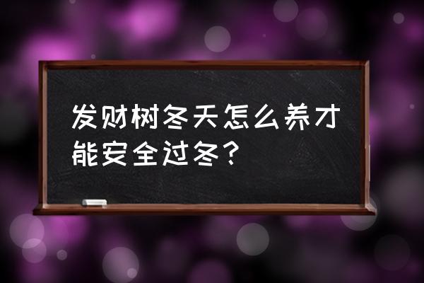 发财树怎么安全过冬 发财树冬天怎么养才能安全过冬？