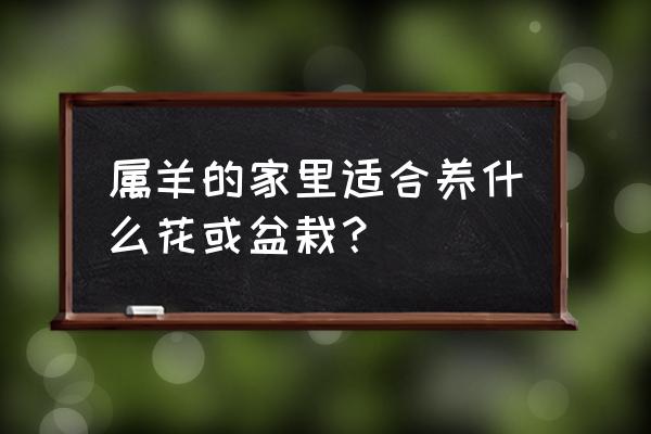 属羊的在家该养什么花 属羊的家里适合养什么花或盆栽？