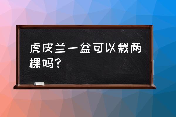 虎皮兰花盆能载几朵花 虎皮兰一盆可以栽两棵吗？