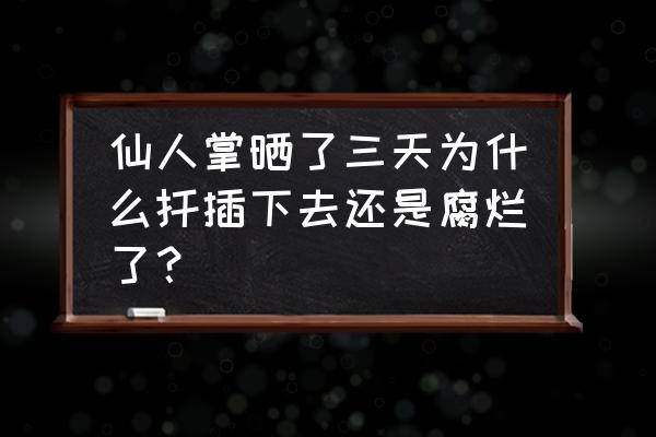 仙人掌为什么烂经 仙人掌晒了三天为什么扦插下去还是腐烂了？