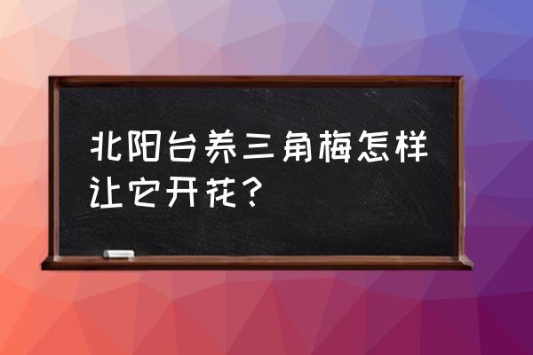 阳台上如何栽三角梅 北阳台养三角梅怎样让它开花？