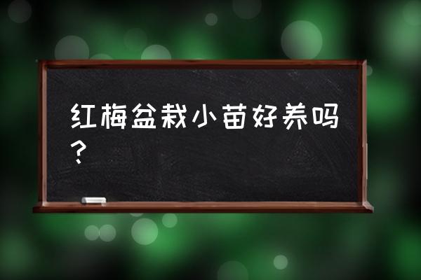 盆栽梅花好养活吗 红梅盆栽小苗好养吗？