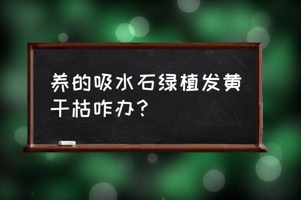 假山能不能在太阳底下晒 养的吸水石绿植发黄干枯咋办？