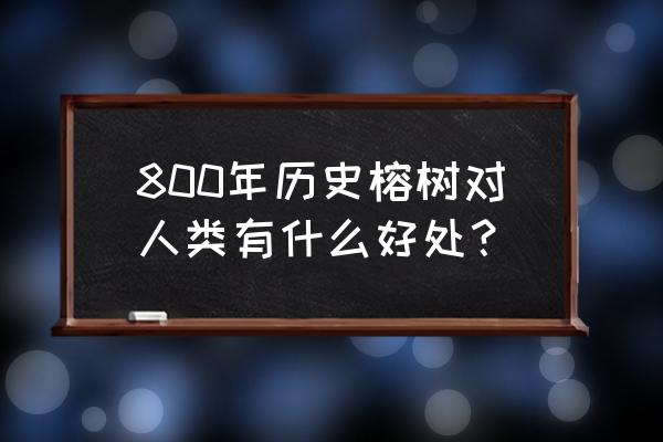 榕树盆栽能净化空气吗 800年历史榕树对人类有什么好处？