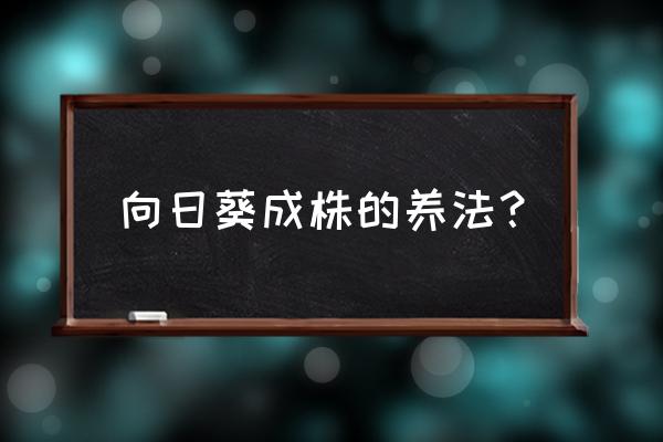 向日葵花盆能种吗 向日葵成株的养法？