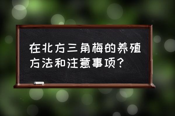 三角梅在北方好养吗 在北方三角梅的养殖方法和注意事项？