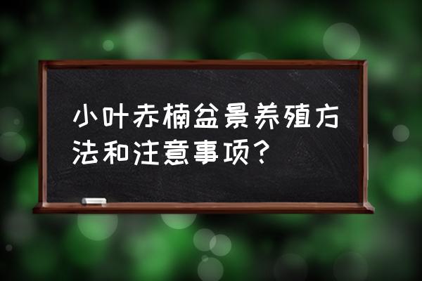 赤楠树盆景怎么养 小叶赤楠盆景养殖方法和注意事项？