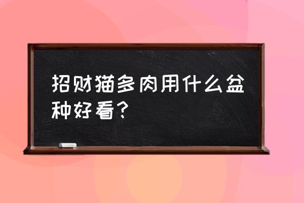 紫砂花盆合适养多肉吗 招财猫多肉用什么盆种好看？