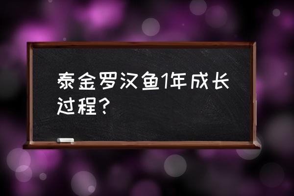 泰金苗喂哪种饲料好 泰金罗汉鱼1年成长过程？