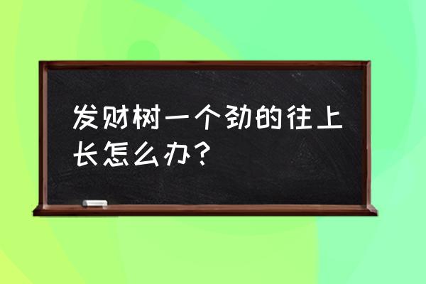 发财树疯长怎么回事 发财树一个劲的往上长怎么办？