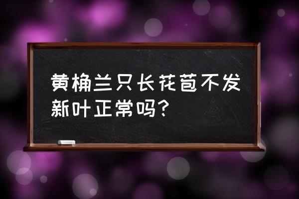 黄兰花不长叶子怎么办 黄桷兰只长花苞不发新叶正常吗？