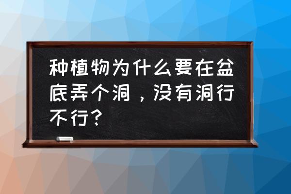 蝴蝶兰花盆底下没有洞可以吗 种植物为什么要在盆底弄个洞，没有洞行不行？