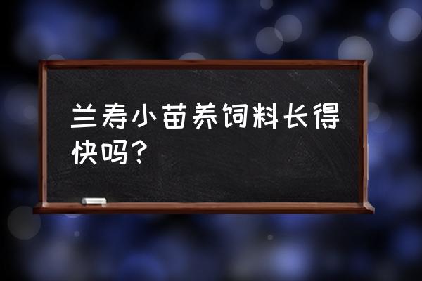 观赏鱼吃饲料长得快吗 兰寿小苗养饲料长得快吗？