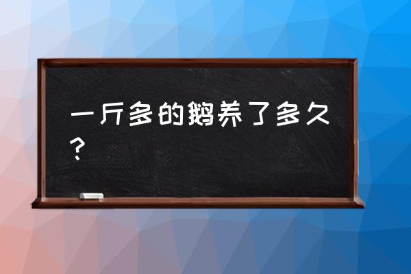 15天的鹅雏怎么养 一斤多的鹅养了多久？