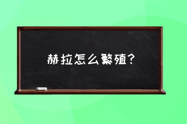 大叶落地生根怎么开花生根 赫拉怎么繁殖？