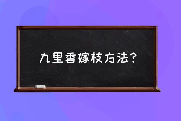 九里香嫁接有什么技巧 九里香嫁枝方法？