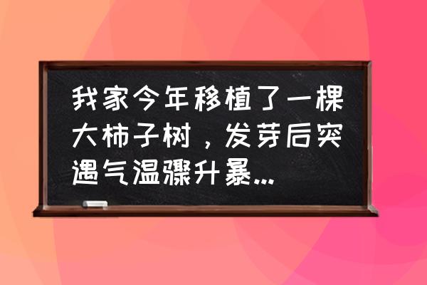 柿子树不发芽怎么补救 我家今年移植了一棵大柿子树，发芽后突遇气温骤升暴晒，芽枯萎枝条活，主杆树皮龟裂，用激活还有救吗？