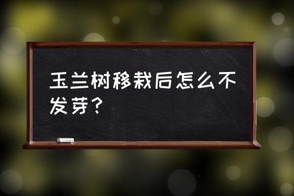 6公分香樟树能挖坑吗 玉兰树移栽后怎么不发芽？