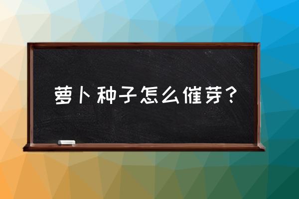 萝卜种子催芽以后怎样种最好 萝卜种子怎么催芽？