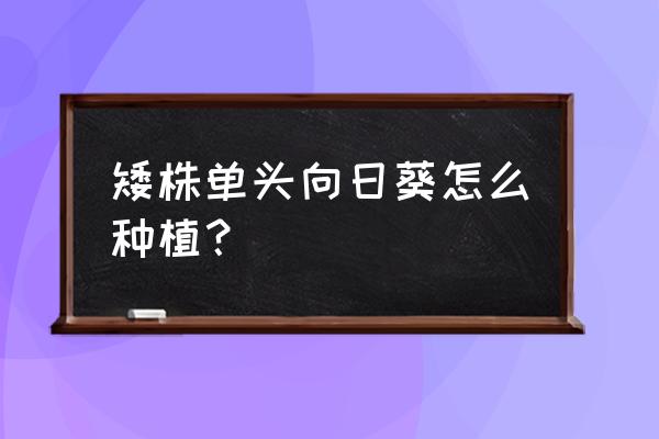 小型向日葵种植方法 矮株单头向日葵怎么种植？