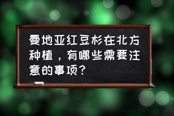 曼地亚红豆杉浅栽还是深栽 曼地亚红豆杉在北方种植，有哪些需要注意的事项？